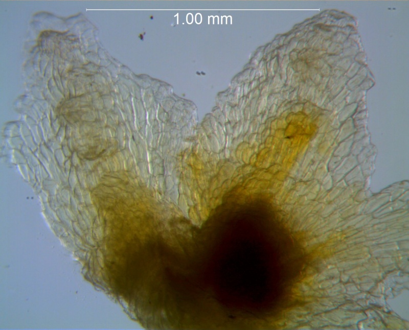 Cuscuta potosina, calyx lobes detail
