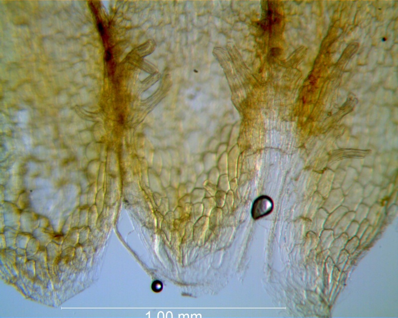 Cuscuta potosina, infrastaminal scales