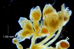 Cuscuta potosina, inflorescence