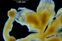 Cuscuta potosina, inflorescence fragment