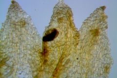 Cuscuta potosina, corolla lobes detail