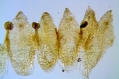 Cuscuta potosina, corolla dissected
