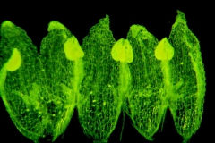 Cuscuta potosina, corolla dissected