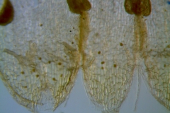 Cuscuta potosina, infrastaminal scales