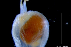 Cuscuta potosina, capsule