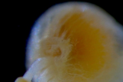 Cuscuta potosina, capsule