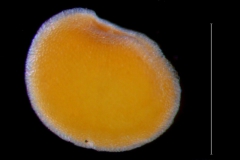 Cuscuta potosina, seed (1 per capsule)
