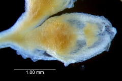 Cuscuta potosina, flower