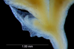 Cuscuta potosina, bract