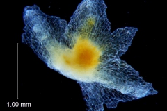 Cuscuta potosina, calyx dissected