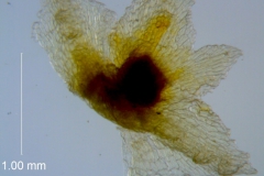 Cuscuta potosina, calyx dissected