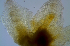 Cuscuta potosina, calyx lobes detail