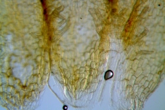 Cuscuta potosina, infrastaminal scales