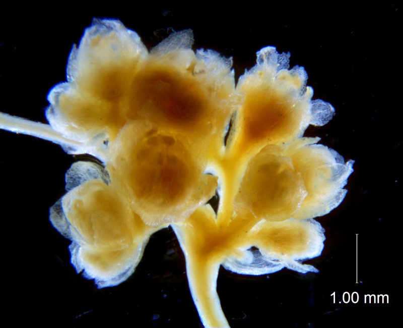 Cuscuta azteca, inflorescence