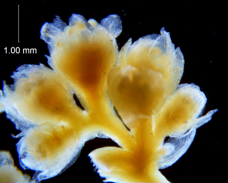 Cuscuta azteca, inflorescence