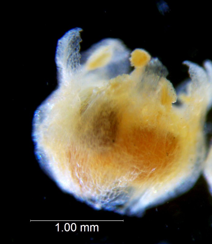 Cuscuta azteca, corolla 3D