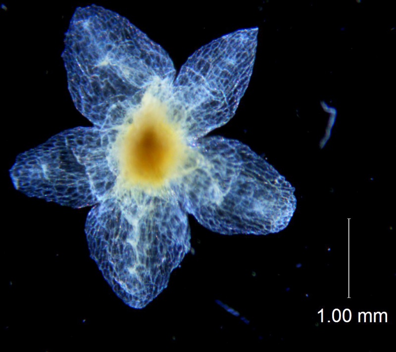Cuscuta azteca, calyx dissected