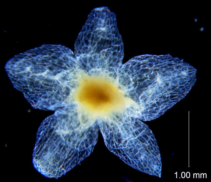 Cuscuta azteca, calyx dissected