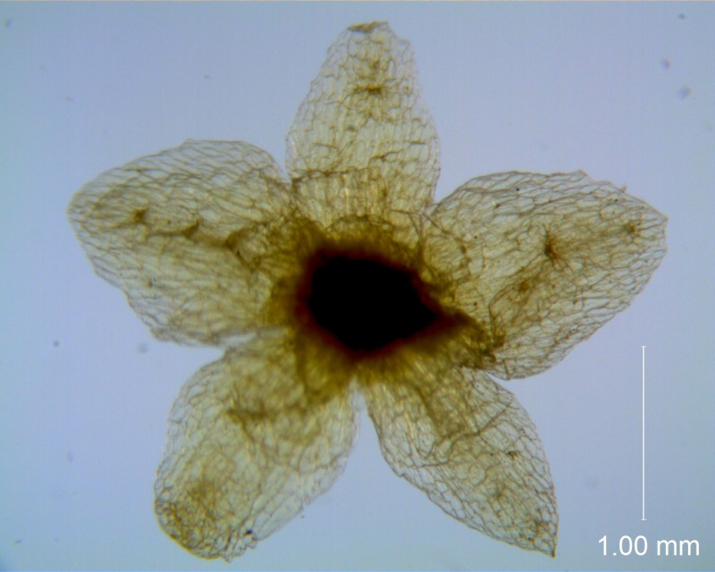 Cuscuta azteca, calyx dissected