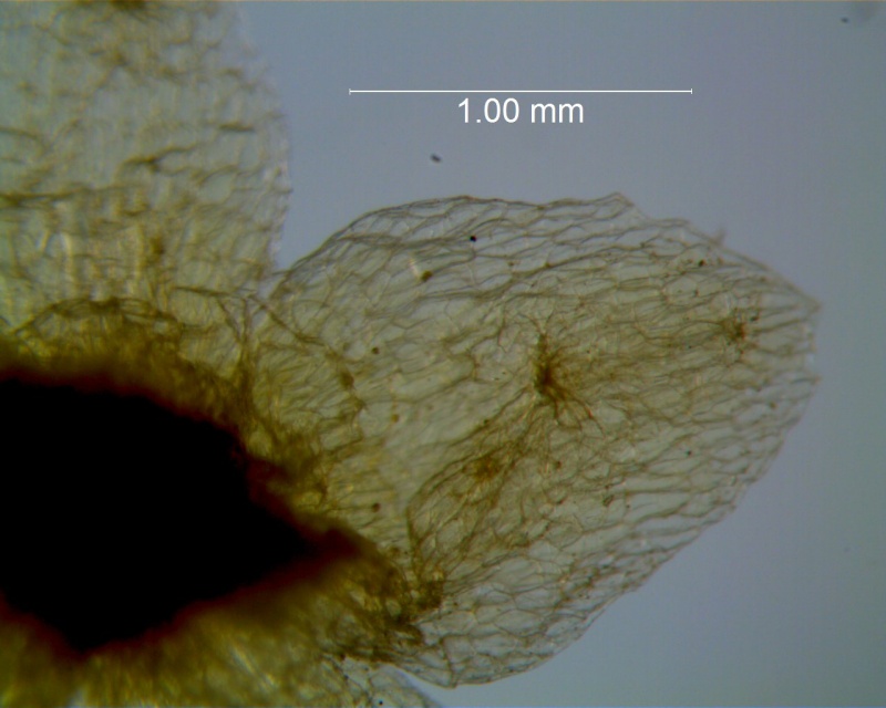 Cuscuta azteca, calyx lobe detail