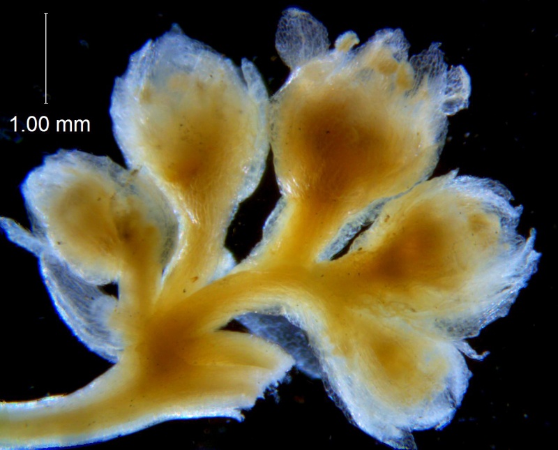 Cuscuta azteca, inflorescence