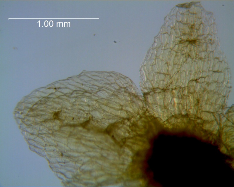 Cuscuta azteca, calyx lobes detail