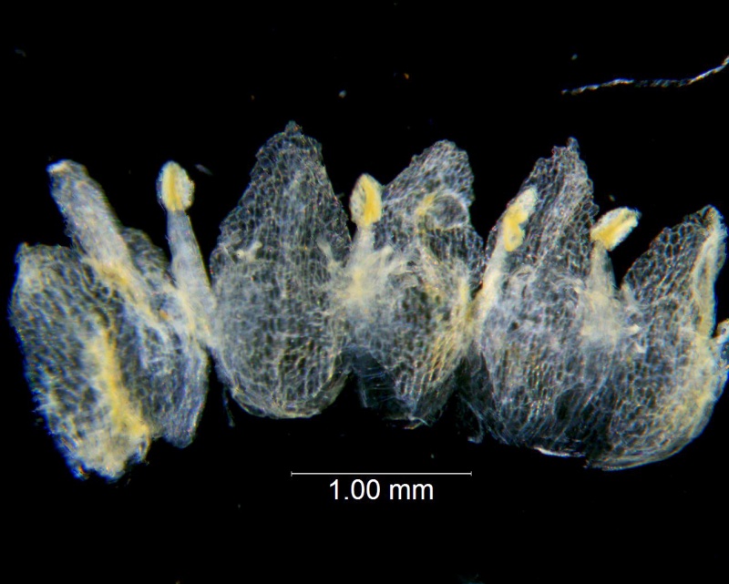 Cuscuta azteca, corolla dissected
