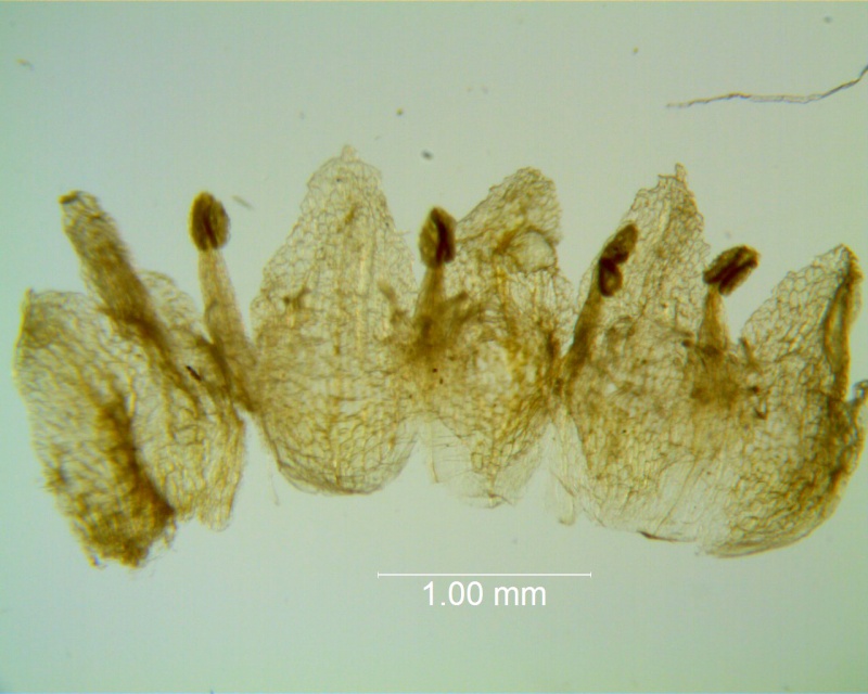 Cuscuta azteca, corolla dissected