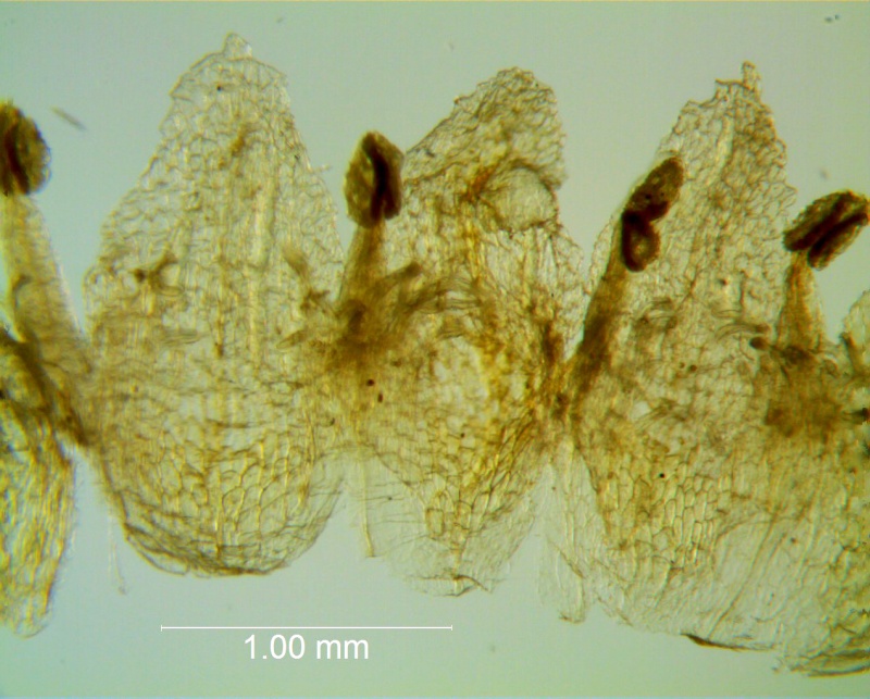 Cuscuta azteca, corolla dissected