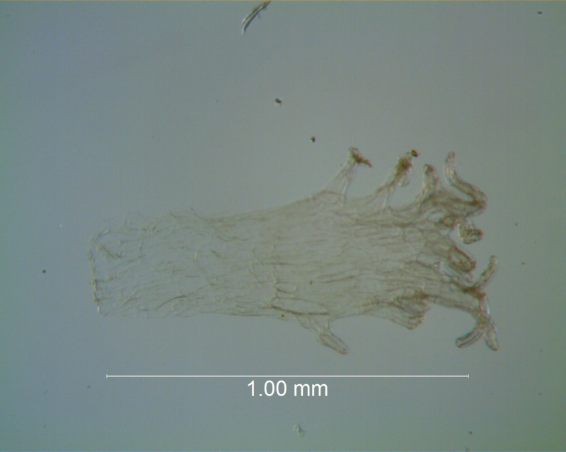 Cuscuta azteca, infrastaminal scale