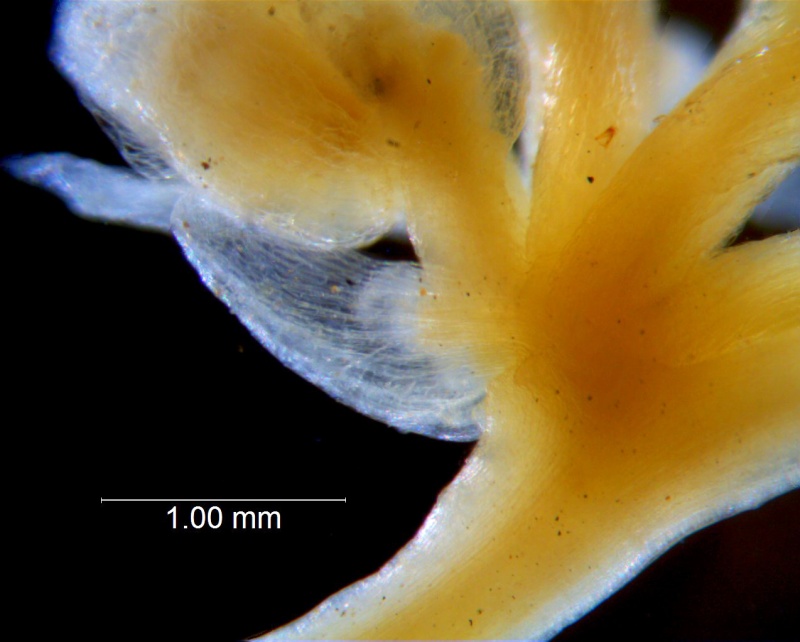 Cuscuta azteca, bract