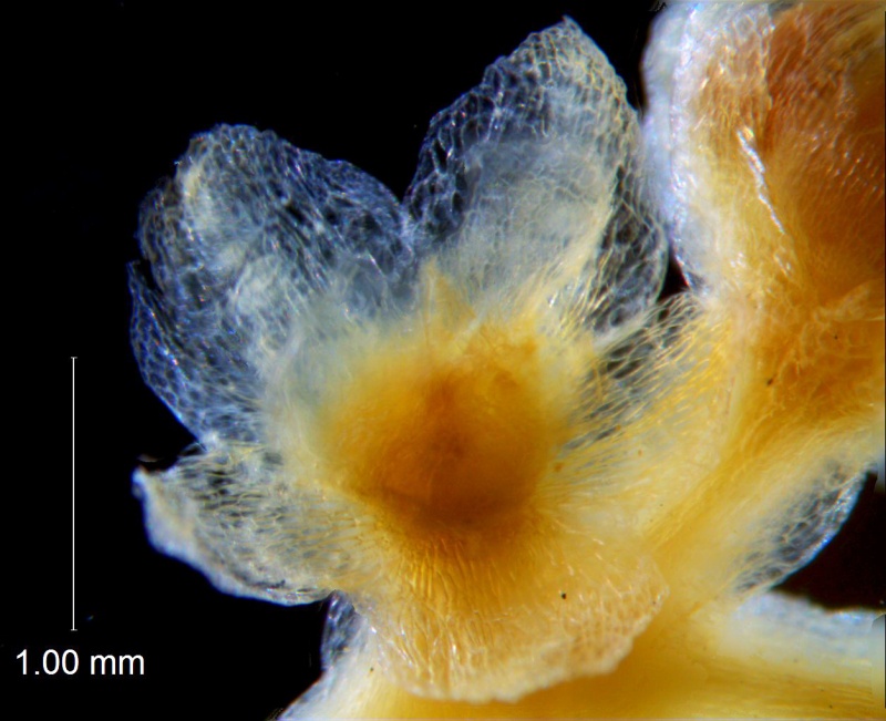 Cuscuta azteca, calyx 3D