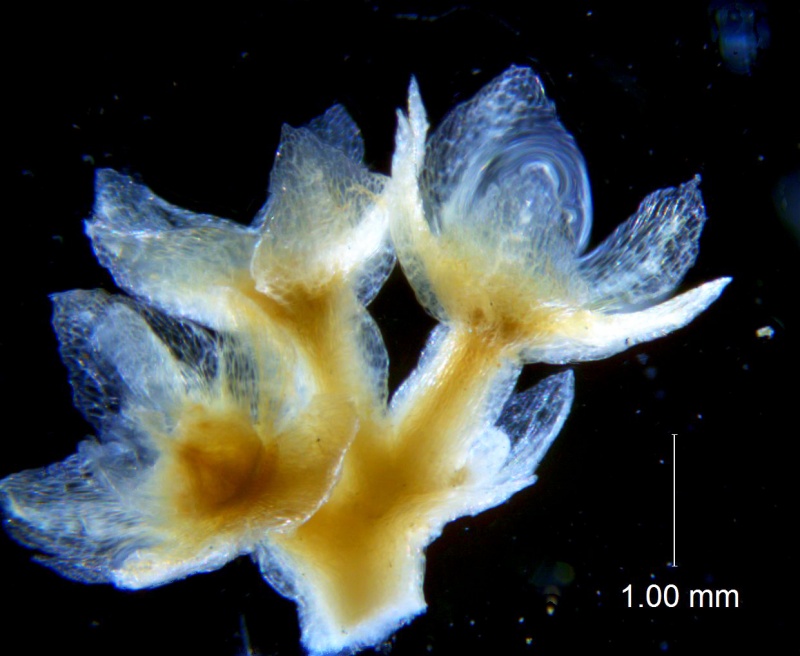 Cuscuta azteca, calyx 3D