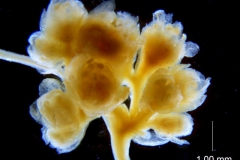 Cuscuta azteca, inflorescence
