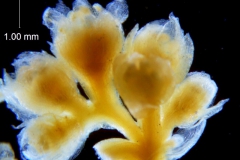 Cuscuta azteca, inflorescence