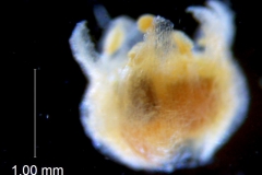 Cuscuta azteca, corolla 3D