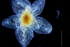Cuscuta azteca, calyx dissected