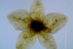 Cuscuta azteca, calyx dissected