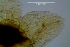 Cuscuta azteca, calyx lobe detail