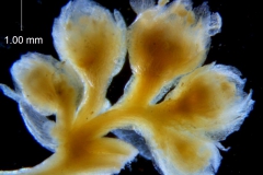 Cuscuta azteca, inflorescence