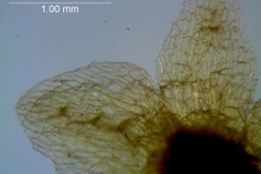 Cuscuta azteca, calyx lobes detail