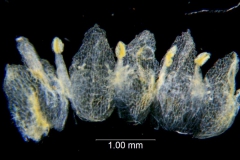 Cuscuta azteca, corolla dissected