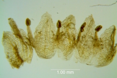 Cuscuta azteca, corolla dissected