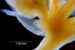 Cuscuta azteca, bract