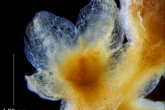 Cuscuta azteca, calyx 3D