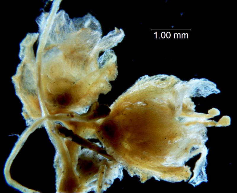 Cuscuta carinata, fragment inflorescence