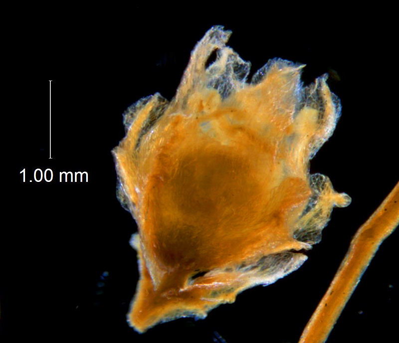 Cuscuta carinata , flower