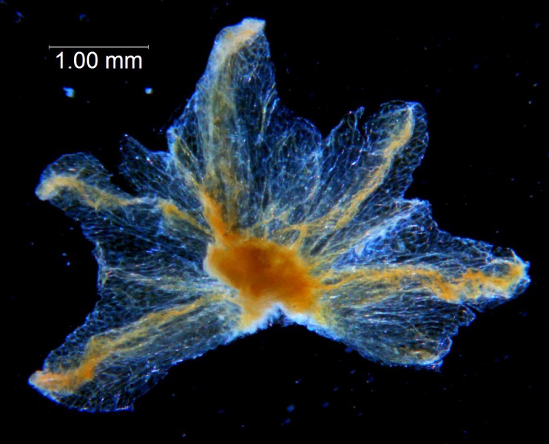 Cuscuta carinata, calyx dissected