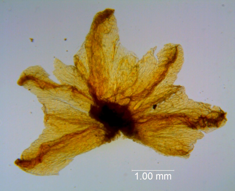 Cuscuta carinata, calyx dissected