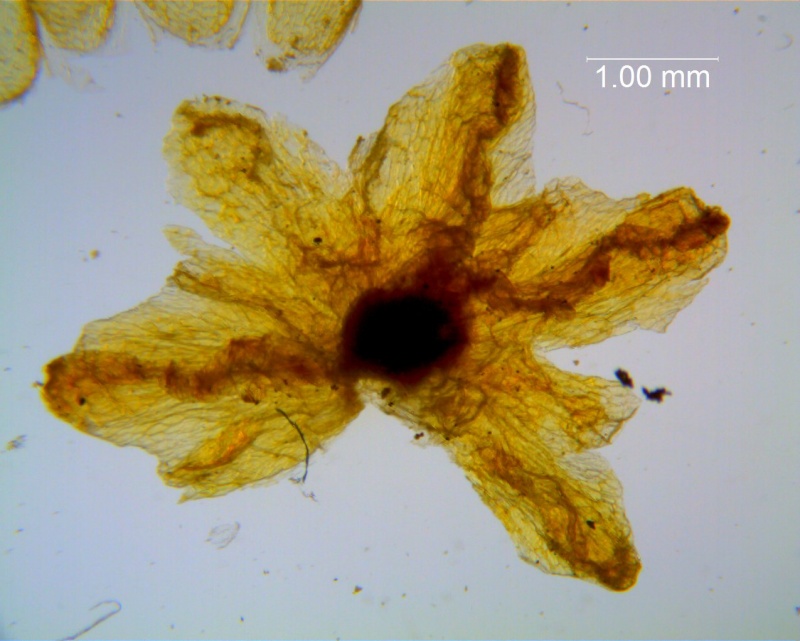 Cuscuta carinata, calyx dissected